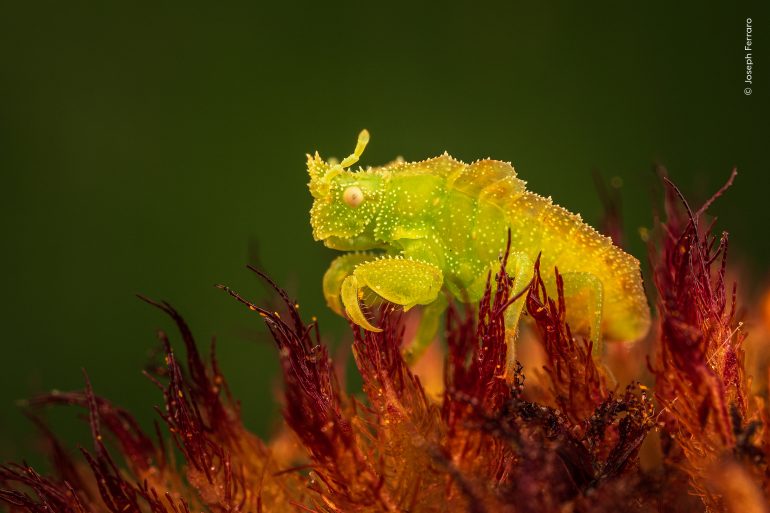 A translucent green insect sits on the reddish, spiky petals of a flower, against a blurred green background.