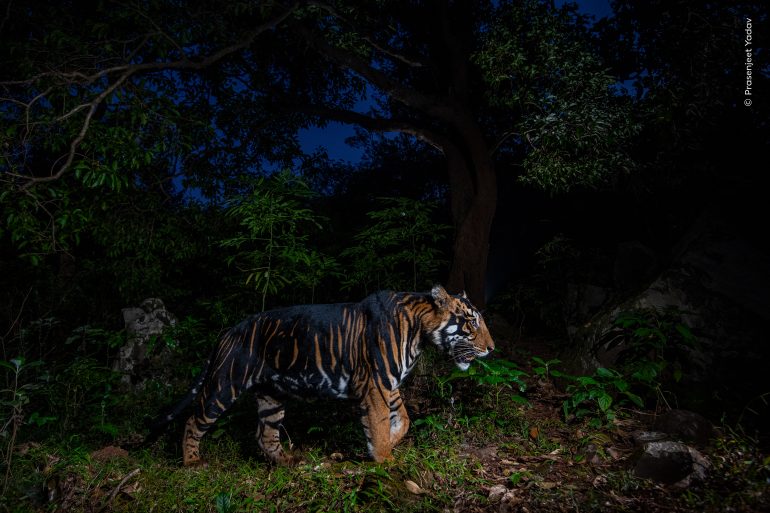 A Bengal tiger walks through dense forest at night, illuminated by a flash, with trees and plants surrounding it.