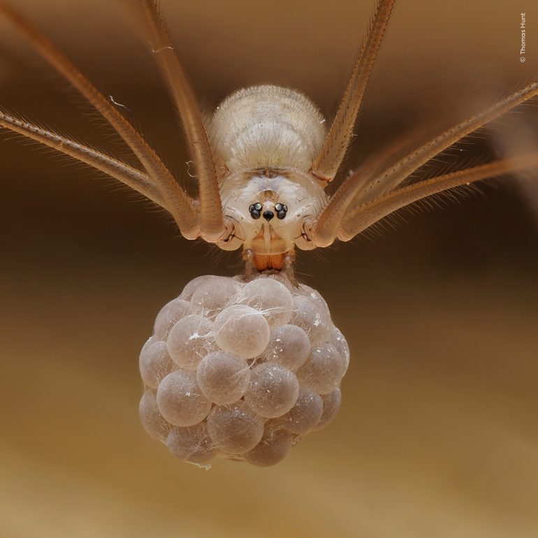 Close-up of a spider holding a cluster of round, translucent eggs beneath its body.
