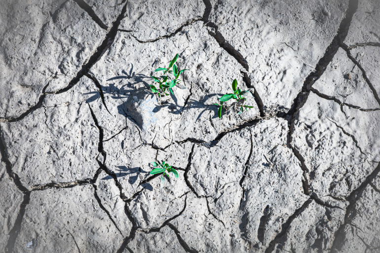 Green plants sprouting through dry, cracked soil, symbolizing resilience and hope in harsh conditions.