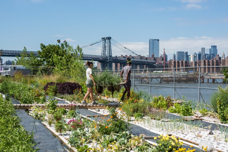Two people tend to a rooftop garden with a city skyline and a bridge in the background on a sunny day.
