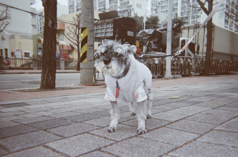 A small gray dog in a white sweater stands on a city sidewalk, attached to a leash.
