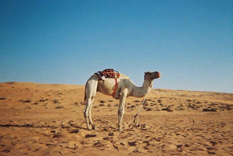 A camel with a saddle stands on sandy desert terrain under a clear blue sky.