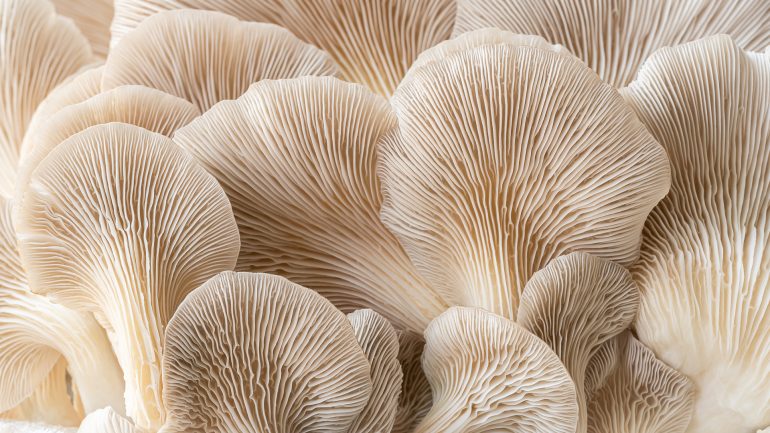 Close-up of several oyster mushrooms showing detailed, creamy white gills and layered, fan-shaped caps.