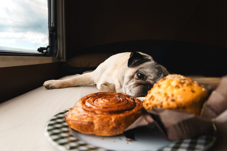 A pug lies on a table, staring longingly at pastries in front of it by a window.