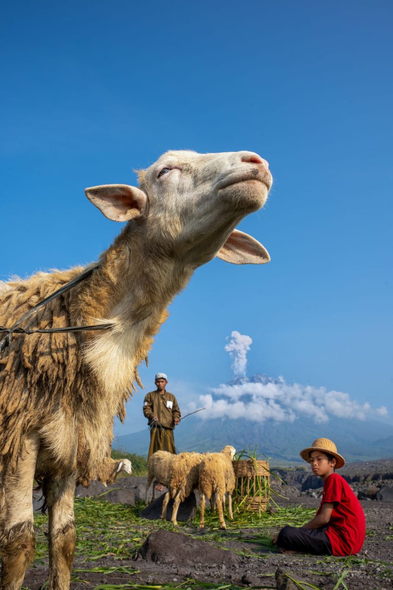 A sheep stands in the foreground, with a boy and a man tending a flock under a clear blue sky.