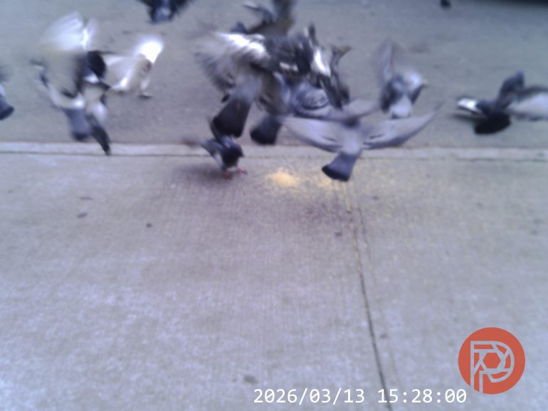 A group of pigeons peck and flutter on a sidewalk near scattered food, with a date and time stamp visible.