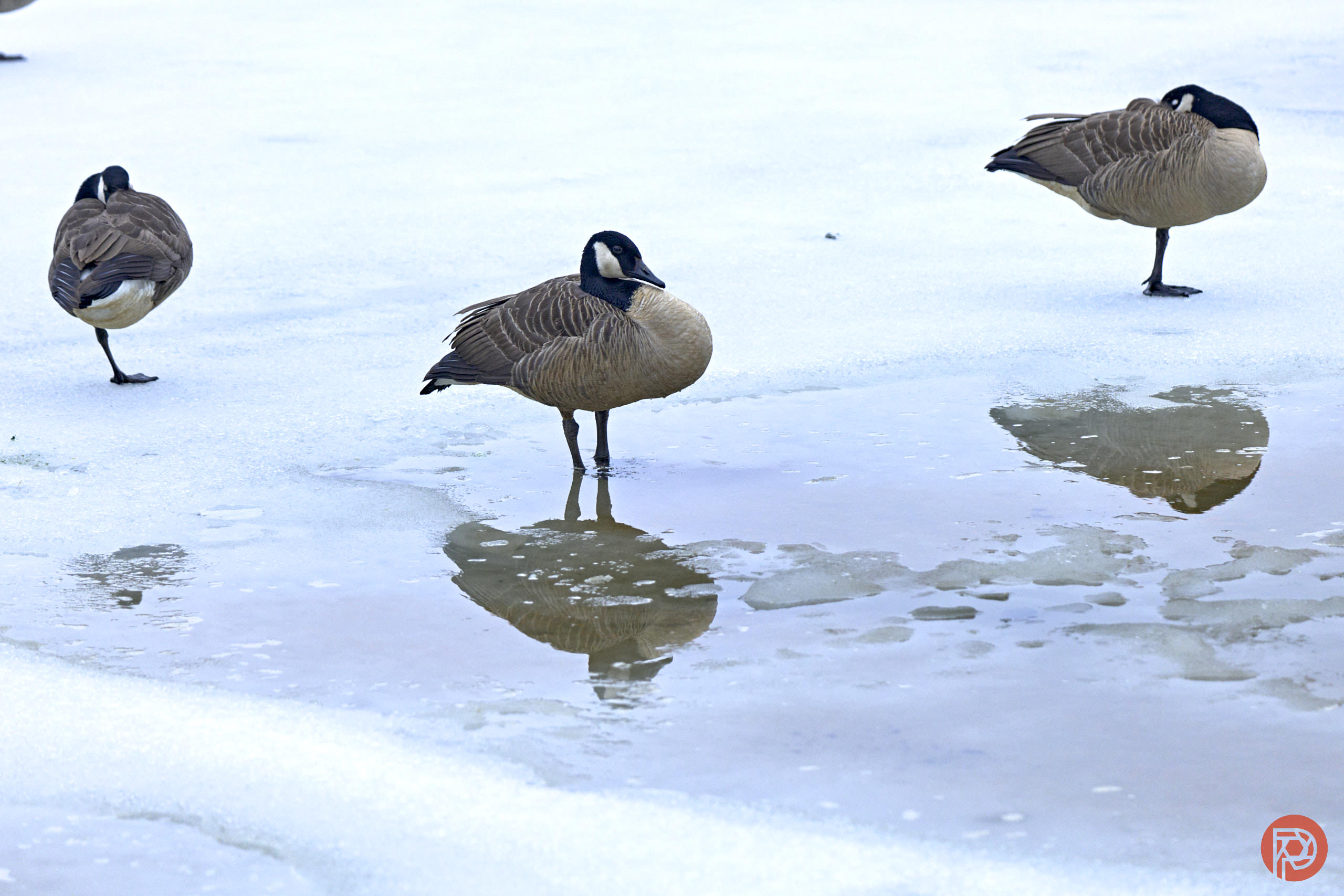 Three Canada geese stand on icy, partially thawed water, with reflections visible on the surface.