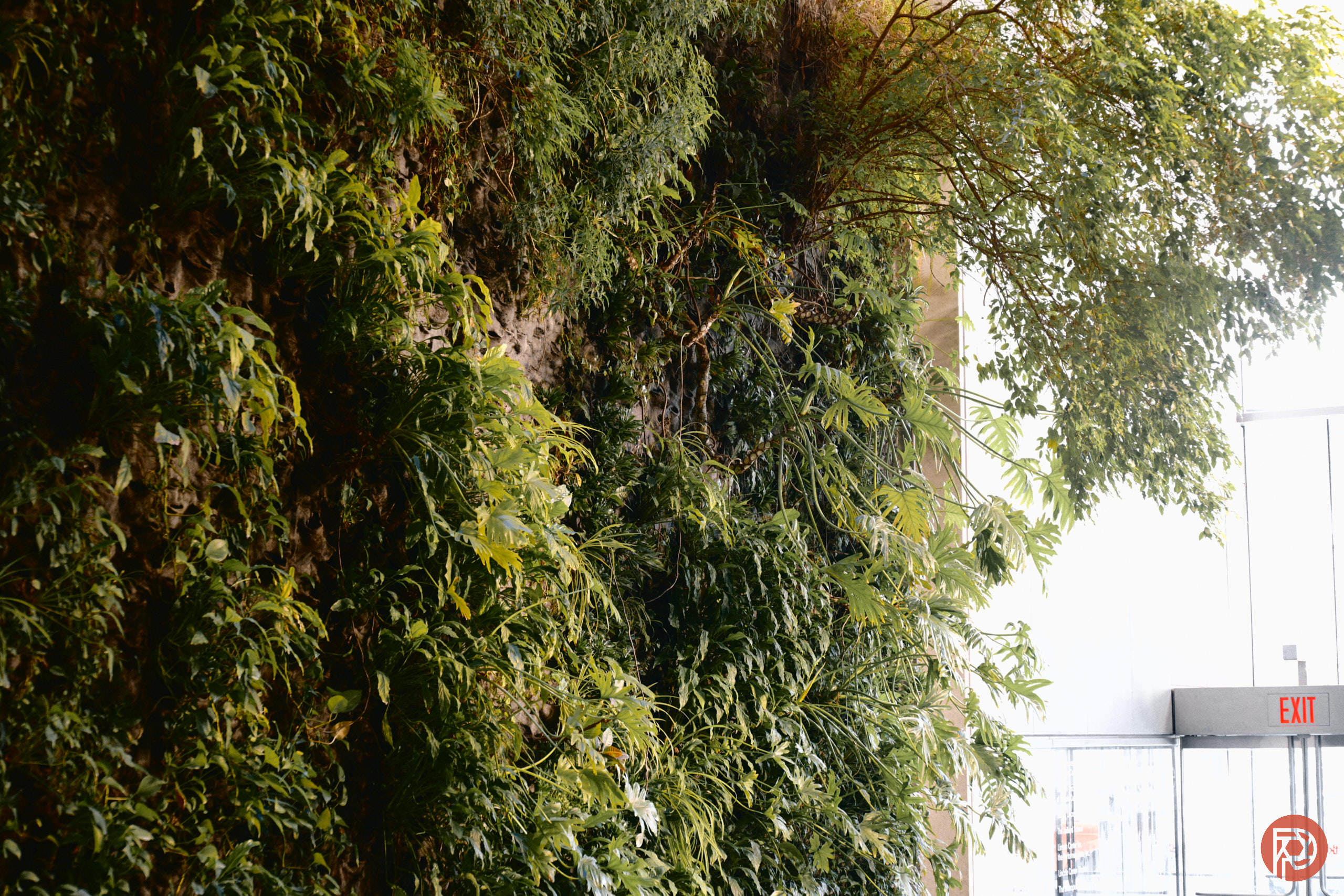 How I Realized That Kodachrome Wasn't All That Special A lush indoor green wall with various plants beside glass doors and an exit sign in a bright space.