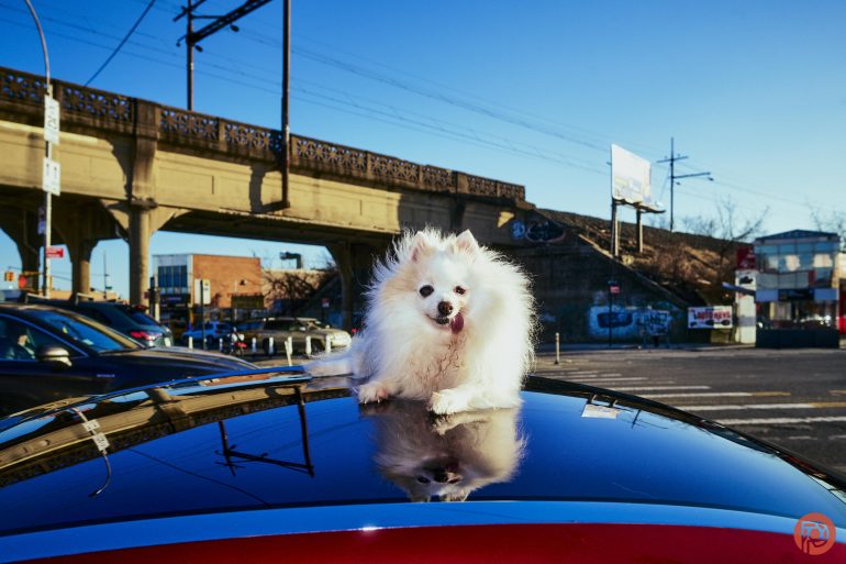 Fluffy white dog sitting on top of a car with its reflection visible, urban background with blue sky.