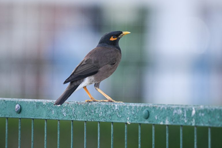 A common myna bird with yellow beak perches on a green metal fence, background blurred.