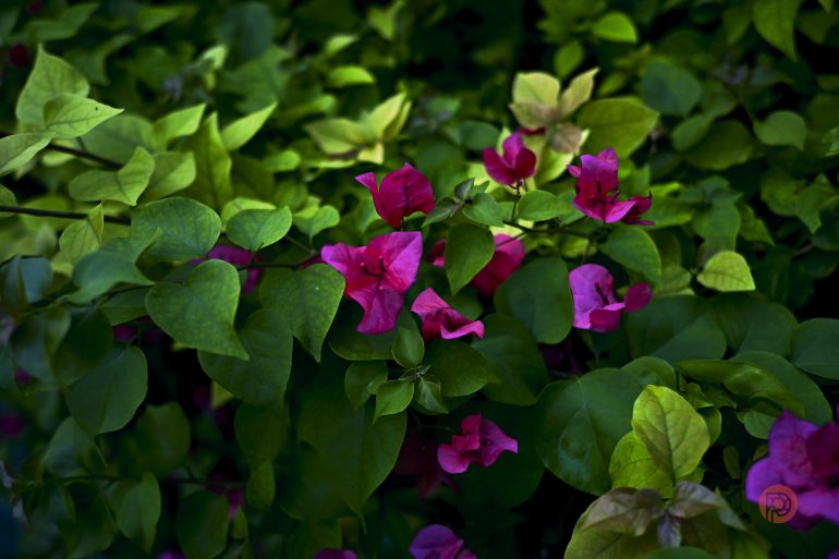 Pink bougainvillea flowers and green leaves in bright sunlight.