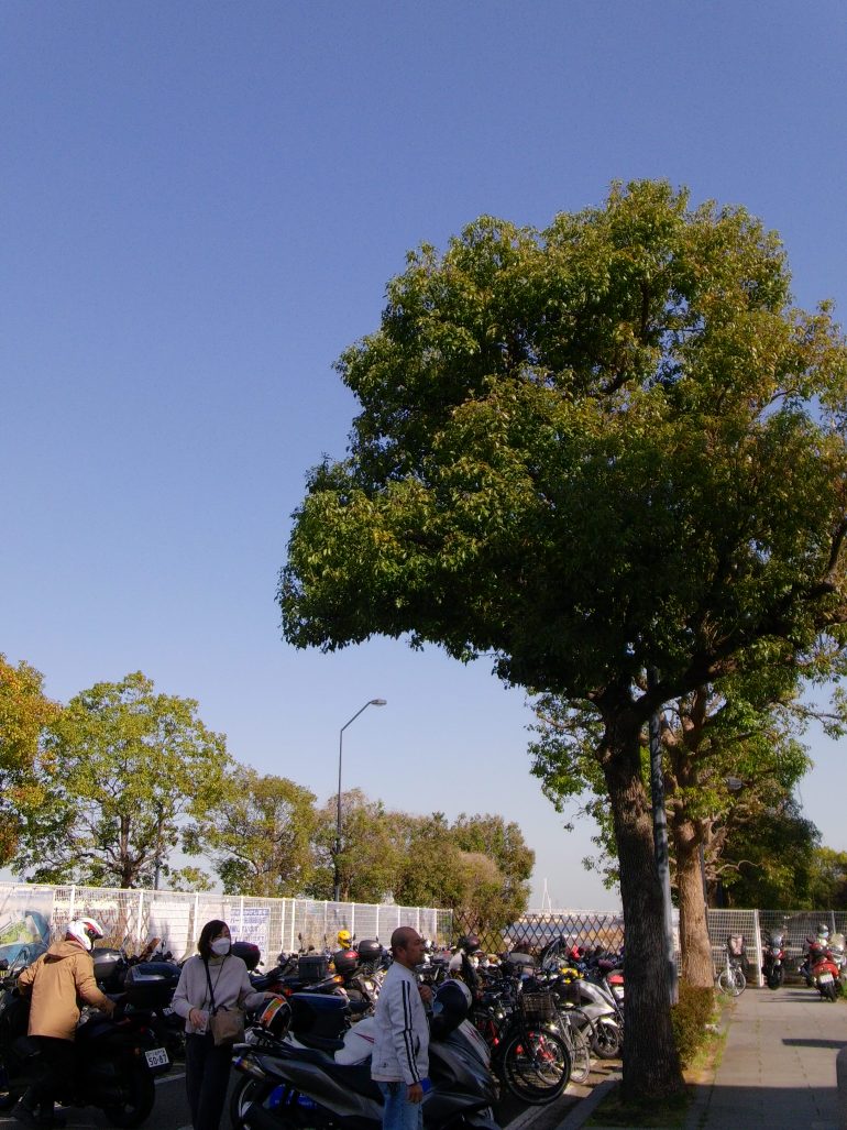 People with scooters stand under large green trees on a sunny day, with a clear blue sky above.