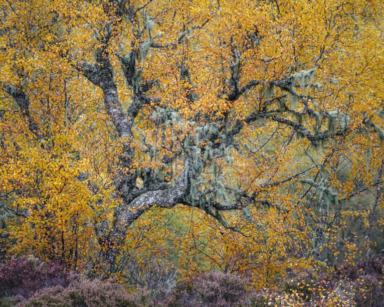 A tree with twisting branches and yellow autumn leaves, draped with greenish moss, stands among shrubs.