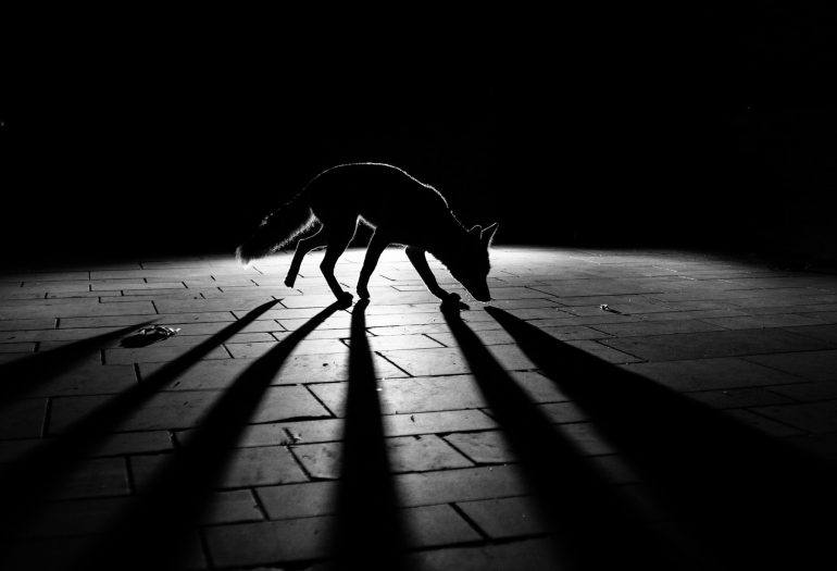 A fox walks on a tiled surface at night, casting long shadows in dramatic lighting.