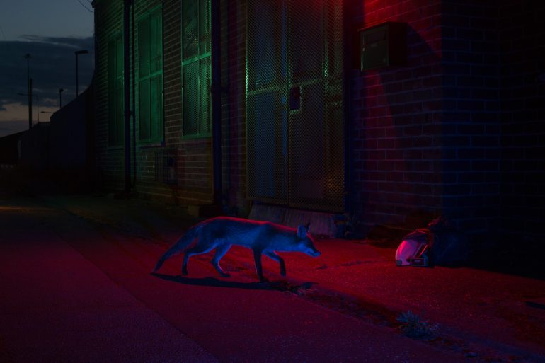 A fox walks along a dimly lit urban street at night, illuminated by red and green neon lights.