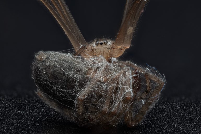 Close-up of a spider wrapping its prey in silk against a dark background.