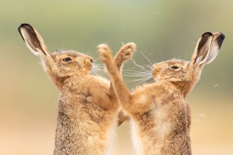 Two brown hares standing on hind legs face each other with raised front paws, as if playfully boxing.