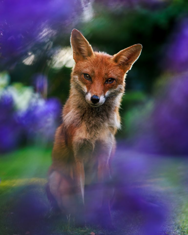 A red fox sits on grass, framed by blurred purple flowers, looking directly at the camera.