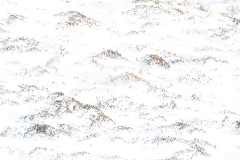 A white hare camouflaged among snow-covered grass and patches of exposed earth in a winter landscape.