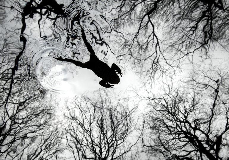 Silhouette of a person swimming, reflected in water surrounded by bare tree branches.