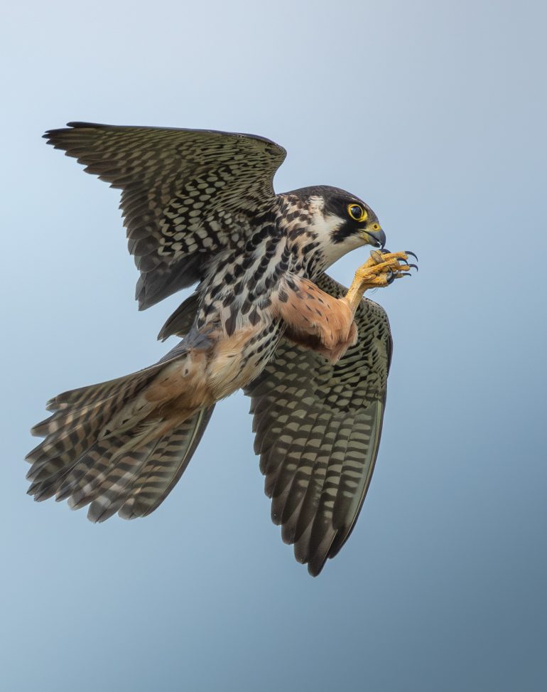 A falcon with outstretched wings hovers mid-air, claws raised, against a clear blue sky.