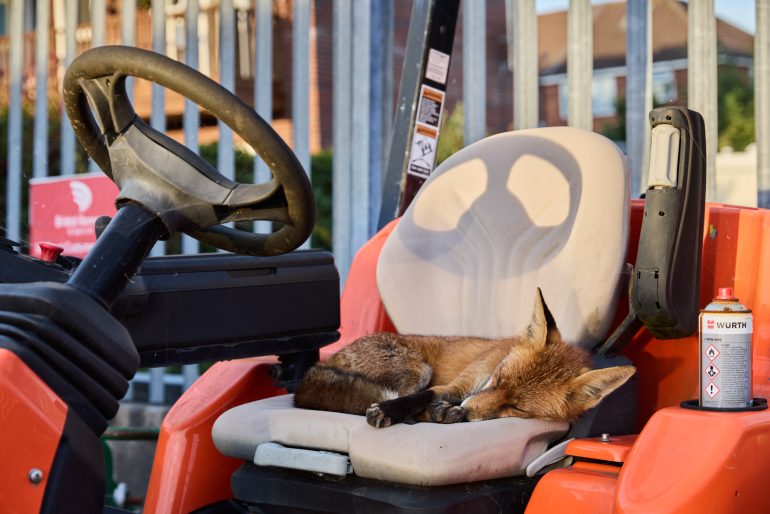 A fox is curled up asleep on the seat of an orange vehicle next to a can, with metal bars in the background.