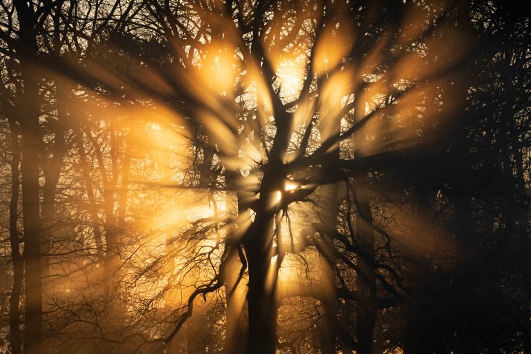 Bright sunlight bursts through the branches of a tree in a forest, creating dramatic rays and shadows.