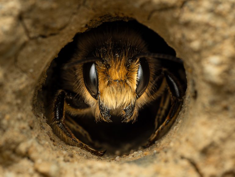 Close-up of a bee peeking out from inside a small hole in a rough, brown surface.