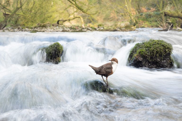 A brown and white bird stands on a mossy rock in the middle of a gently flowing stream.