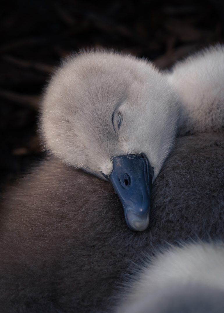 A fluffy cygnet with closed eyes sleeps, resting its head on another bird in soft, dim light.