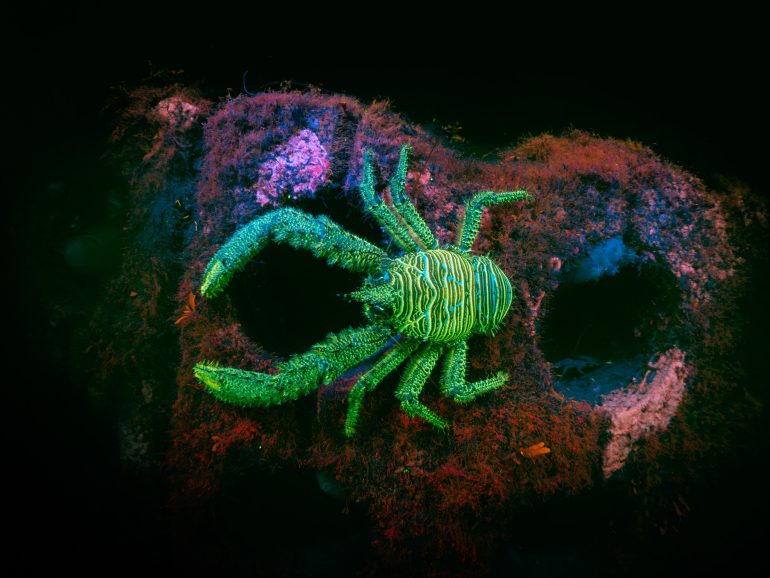 A neon green, striped crab on a purple and red algae-covered underwater rock.