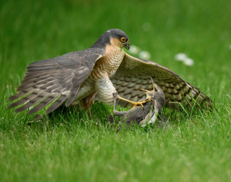A hawk pins a smaller bird to the grass, spreading its wings in a display of dominance.