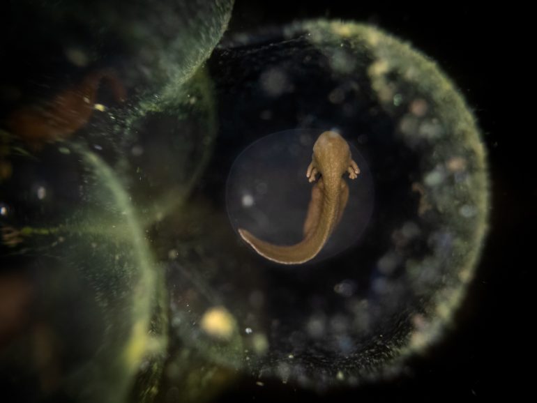 A close-up view of a small brown salamander embryo inside a translucent egg underwater.