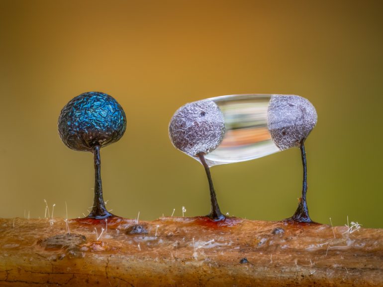 Close-up of three tiny fungi on a branch, one blue, two grey, with one holding a water droplet.