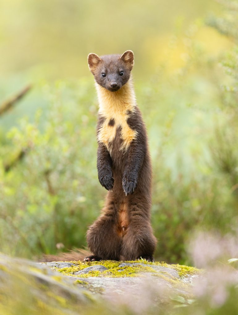 A pine marten stands upright on mossy ground, surrounded by soft-focus greenery.