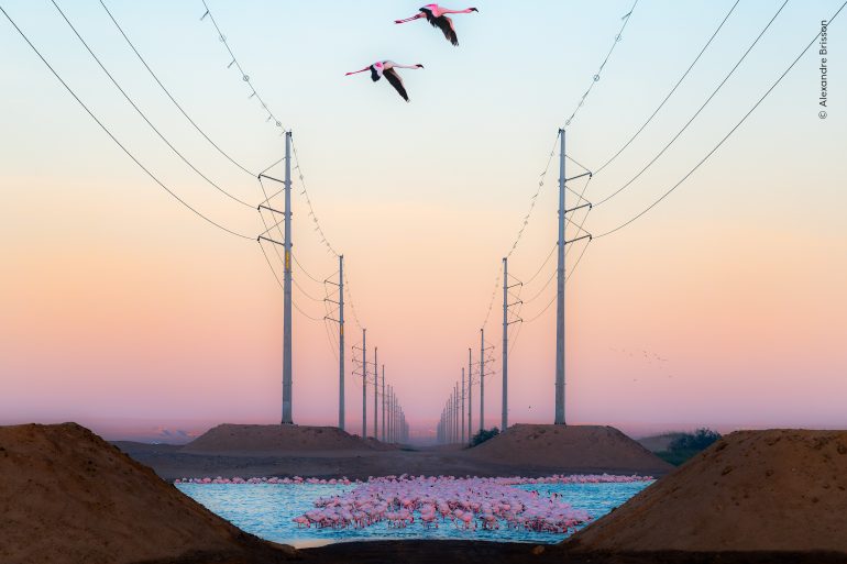Two flamingos fly over a large flock in water beneath power lines at sunset, with sandy mounds in the foreground.