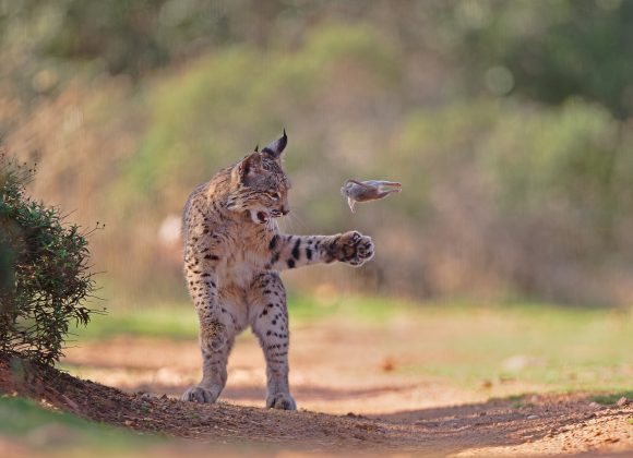 A wild lynx pounces with an outstretched paw at a leaping rabbit on a dirt path in a natural setting.