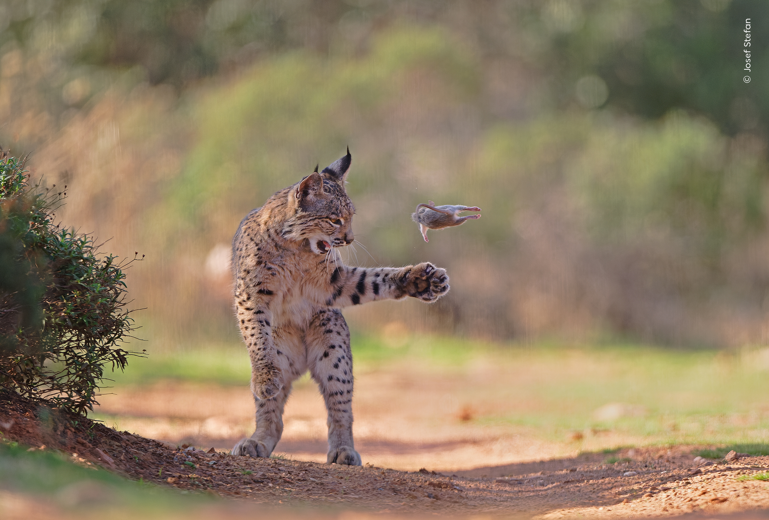 A wild lynx pounces with an outstretched paw at a leaping rabbit on a dirt path in a natural setting.