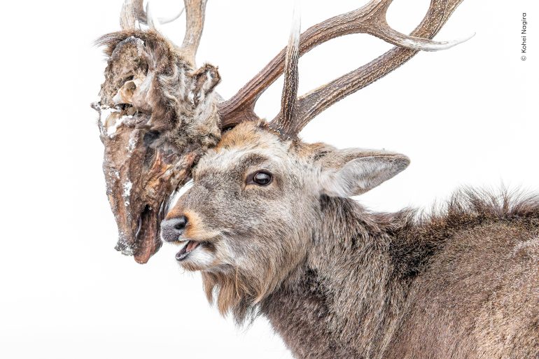 A stag with antlers entangled with a deer skull and remains, set against a white background.
