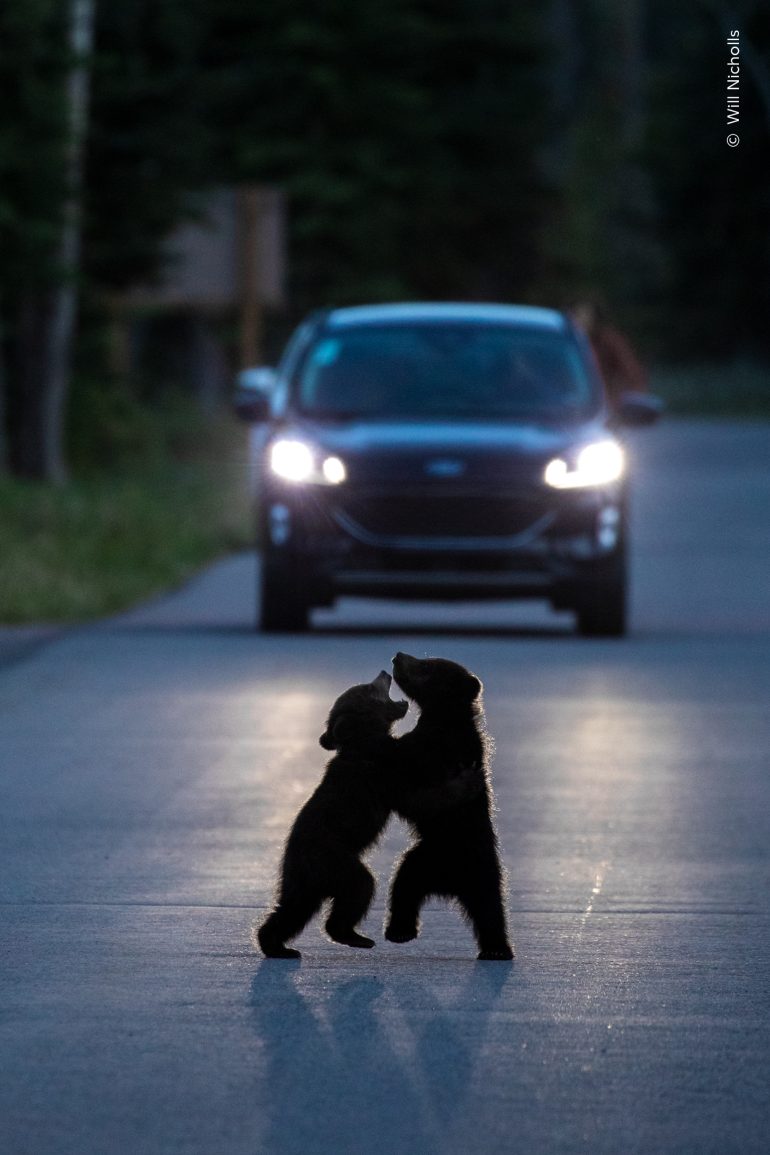 Two bear cubs stand facing each other on a road at dusk, with a car stopped behind them and headlights on.