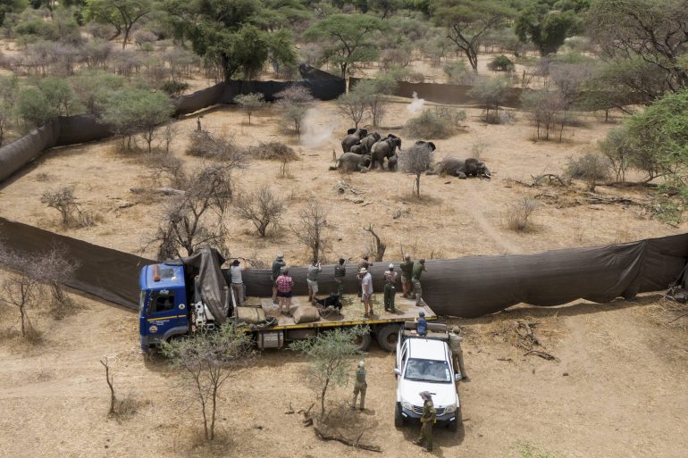 A group of elephants is herded by people and vehicles in a fenced area in a dry, wooded landscape.