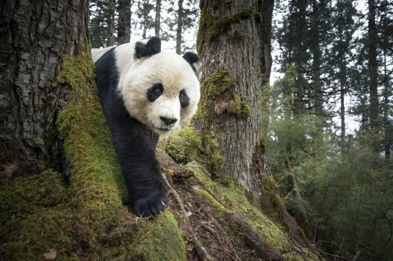 A giant panda walks between mossy trees in a forest, with greenery and tall trees in the background.