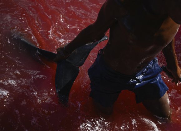 A person in blue shorts holds a dolphin tail in red-stained water, with only part of their body visible.