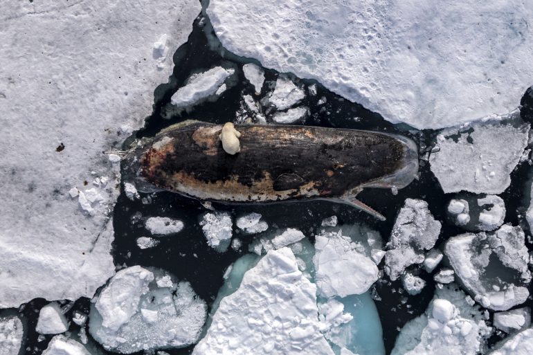 A polar bear stands on a dead whale amid floating sea ice viewed from above.