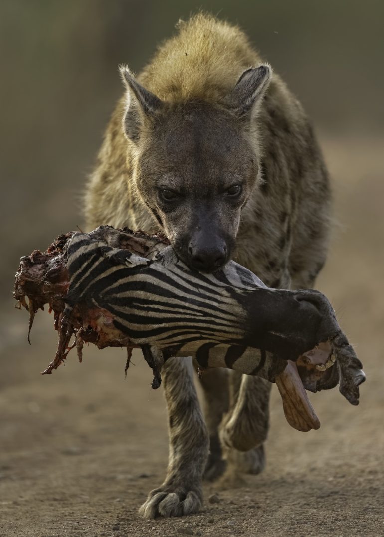 A hyena walks with a bloody zebra leg in its mouth on a dirt path.
