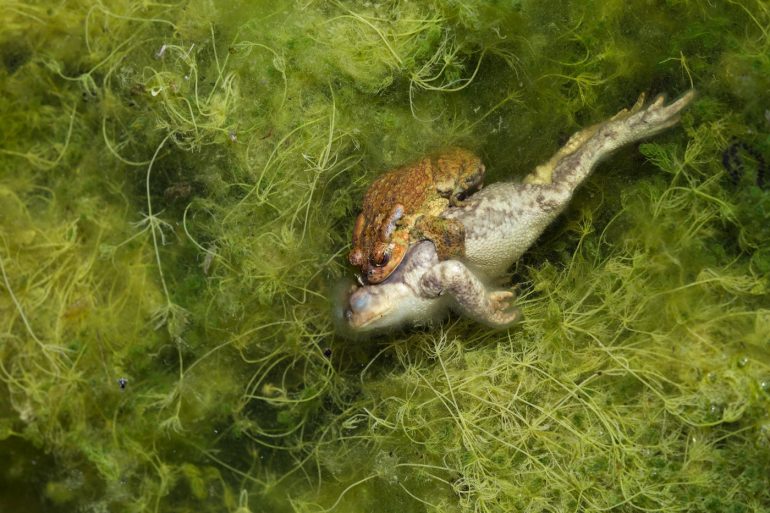 Two frogs in a pond, one smaller and brown on top of a larger pale frog, surrounded by green algae.