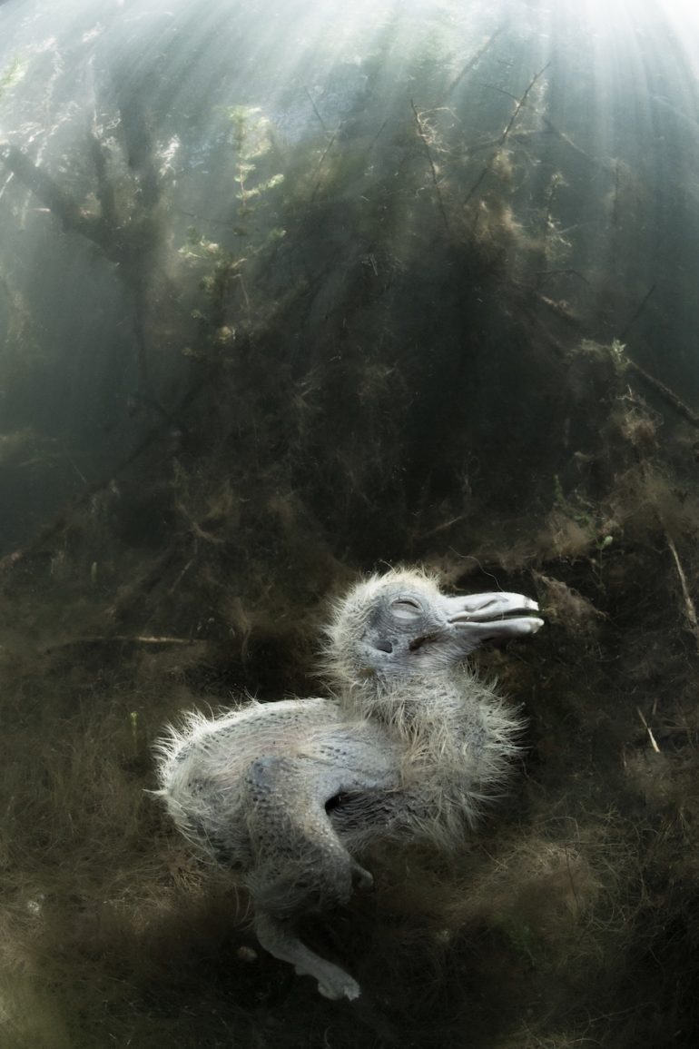 A fluffy bird chick lies on the ground under filtered sunlight, surrounded by underwater plants and debris.