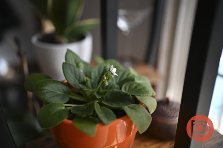 A small green plant with a single white flower blooms in an orange pot on a wooden surface indoors.