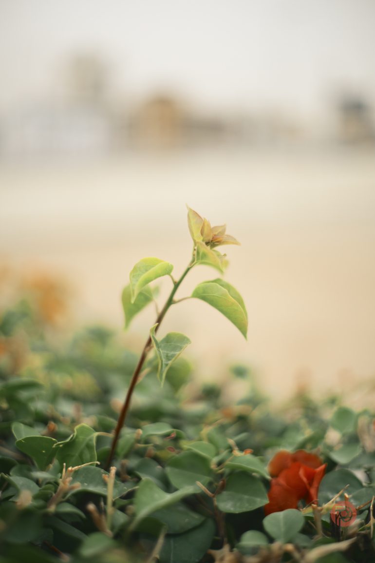 A single young plant stem with green leaves stands out among blurred green foliage.